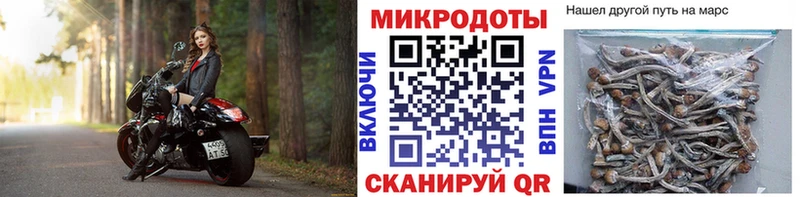 где купить   Советск  Галлюциногенные грибы Psilocybe 